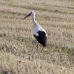 18.08.2016 Bociany żerują na polu pod Włoszczowicami. / Jarosław Kubalski / Radio Kielce