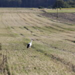 18.08.2016 Bociany żerują na polu pod Włoszczowicami. / Jarosław Kubalski / Radio Kielce