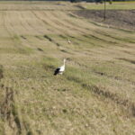 18.08.2016 Bociany żerują na polu pod Włoszczowicami. / Jarosław Kubalski / Radio Kielce