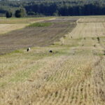 18.08.2016 Bociany żerują na polu pod Włoszczowicami. / Jarosław Kubalski / Radio Kielce