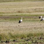 18.08.2016 Bociany żerują na polu pod Włoszczowicami. / Jarosław Kubalski / Radio Kielce