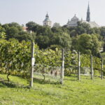 07.09.2016. Sandomierz. Klasztor Dominikanów. Winnica. Winogrona. / Jarosław Kubalski / Radio Kielce