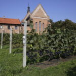 07.09.2016. Sandomierz. Klasztor Dominikanów. Winnica. Winogrona. / Jarosław Kubalski / Radio Kielce