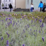 21.09.2016 Kielce Skwer przy ulicy Leśnej. / Jarosław Kubalski / Radio Kielce