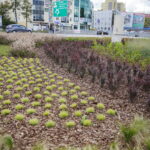 21.09.2016 Kielce Skwer przy Rondzie Herlinga - Grudzińskiego. / Jarosław Kubalski / Radio Kielce