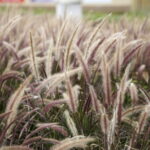 21.09.2016 Kielce Skwer przy Rondzie Herlinga - Grudzińskiego. / Jarosław Kubalski / Radio Kielce