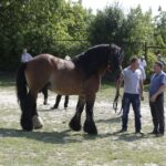04.09.2016. Chmielnik. VI Jarmark Koński / Jarosław Kubalski / Radio Kielce