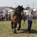 04.09.2016. Chmielnik. VI Jarmark Koński / Jarosław Kubalski / Radio Kielce