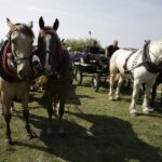 04.09.2016. Chmielnik. VI Jarmark Koński / Jarosław Kubalski / Radio Kielce