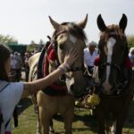 04.09.2016. Chmielnik. VI Jarmark Koński / Jarosław Kubalski / Radio Kielce