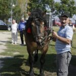 04.09.2016. Chmielnik. VI Jarmark Koński / Jarosław Kubalski / Radio Kielce