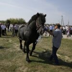 04.09.2016. Chmielnik. VI Jarmark Koński / Jarosław Kubalski / Radio Kielce