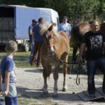 04.09.2016. Chmielnik. VI Jarmark Koński / Jarosław Kubalski / Radio Kielce