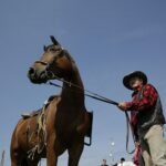 04.09.2016. Chmielnik. VI Jarmark Koński / Jarosław Kubalski / Radio Kielce