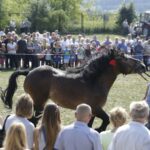 04.09.2016. Chmielnik. VI Jarmark Koński / Jarosław Kubalski / Radio Kielce