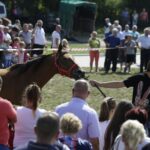 04.09.2016. Chmielnik. VI Jarmark Koński / Jarosław Kubalski / Radio Kielce