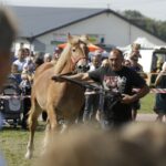04.09.2016. Chmielnik. VI Jarmark Koński / Jarosław Kubalski / Radio Kielce