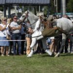 04.09.2016. Chmielnik. VI Jarmark Koński / Jarosław Kubalski / Radio Kielce