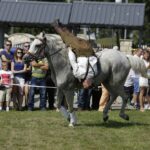 04.09.2016. Chmielnik. VI Jarmark Koński / Jarosław Kubalski / Radio Kielce