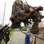 5.9.2016 Kielce. NOMADA to ósmy projekt artystyczny Fundacji „Nowa Przestrzeń Sztuki”. Wokół DOMU MODLITWY – żydowskiej bożnicy z początku XX wieku przeniesionej na Pakosz, przez cztery kolejne dni tworzył będzie rzeźbiarz i performer Paweł Althamer, oraz zaproszeni przez niego artyści. / Wojciech Habdas / Radio Kielce