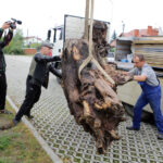 5.9.2016 Kielce. NOMADA to ósmy projekt artystyczny Fundacji „Nowa Przestrzeń Sztuki”. Wokół DOMU MODLITWY – żydowskiej bożnicy z początku XX wieku przeniesionej na Pakosz, przez cztery kolejne dni tworzył będzie rzeźbiarz i performer Paweł Althamer, oraz zaproszeni przez niego artyści. / Wojciech Habdas / Radio Kielce