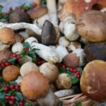 25.09.2016. Piknik „Dary Świętokrzyskich Lasów” w Kielcach / Wojciech Habdas / Radio Kielce