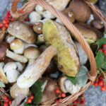 25.09.2016. Piknik „Dary Świętokrzyskich Lasów” w Kielcach / Wojciech Habdas / Radio Kielce