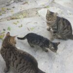 22.10.2016. Muzyczne Podróże Przez Świat. Cypr / Artiom Rogowicz