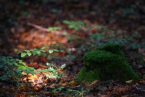 09.10.2016 Jesień na Świętym Krzyżu / Robert Felczak / Radio Kielce