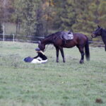 30.10.2016 Oblęgorek. Hubertus. Pogoń za lisem. / Jarosław Kubalski / Radio Kielce