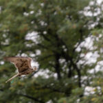 2.10.2016 Kielce. Hubertus Świętokrzyski. Prezentacja ptaków drapieżnych. / Wojciech Habdas / Radio Kielce