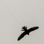 2.10.2016 Kielce. Hubertus Świętokrzyski. Prezentacja ptaków drapieżnych. / Wojciech Habdas / Radio Kielce