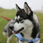 09.10.2016 Kielce. Rajd "Psim Tropem" / Wojciech Habdas / Radio Kielce