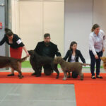 Kielce. XI Międzynarodowa Wystawa Psów Rasowych (13 listopada 2016) / Kamil Król / Radio Kielce