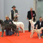 Kielce. XI Międzynarodowa Wystawa Psów Rasowych (13 listopada 2016) / Kamil Król / Radio Kielce