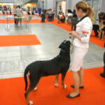 Kielce. XI Międzynarodowa Wystawa Psów Rasowych (13 listopada 2016) / Kamil Król / Radio Kielce