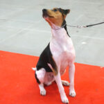 Kielce. XI Międzynarodowa Wystawa Psów Rasowych (13 listopada 2016) / Kamil Król / Radio Kielce