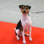 Kielce. XI Międzynarodowa Wystawa Psów Rasowych (13 listopada 2016) / Kamil Król / Radio Kielce