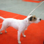 Kielce. XI Międzynarodowa Wystawa Psów Rasowych (13 listopada 2016) / Kamil Król / Radio Kielce