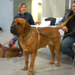 Kielce. XI Międzynarodowa Wystawa Psów Rasowych (13 listopada 2016) / Kamil Król / Radio Kielce