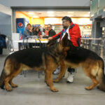 Kielce. XI Międzynarodowa Wystawa Psów Rasowych (13 listopada 2016) / Kamil Król / Radio Kielce