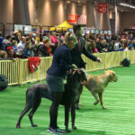 Kielce. XI Międzynarodowa Wystawa Psów Rasowych (13 listopada 2016) / Kamil Król / Radio Kielce