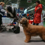 Kielce. XI Międzynarodowa Wystawa Psów Rasowych (13 listopada 2016) / Kamil Król / Radio Kielce