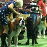 Kielce. XI Międzynarodowa Wystawa Psów Rasowych (13 listopada 2016) / Kamil Król / Radio Kielce