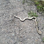 Armenia / prof. Renata Piwowarczyk