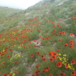 Armenia / prof. Renata Piwowarczyk