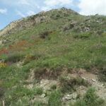 Armenia / prof. Renata Piwowarczyk