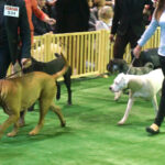 Kielce. XI Międzynarodowa Wystawa Psów Rasowych (13 listopada 2016) / Kamil Król / Radio Kielce