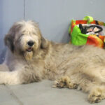 Kielce. XI Międzynarodowa Wystawa Psów Rasowych (13 listopada 2016) / Kamil Król / Radio Kielce