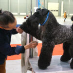 Kielce. XI Międzynarodowa Wystawa Psów Rasowych (13 listopada 2016) / Kamil Król / Radio Kielce